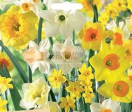 Daffodil Fragrant Cottage Mix Bulb
