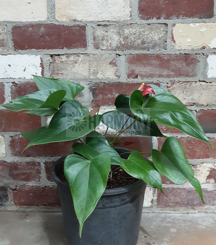 Anthurium 'Red Hot' Tub