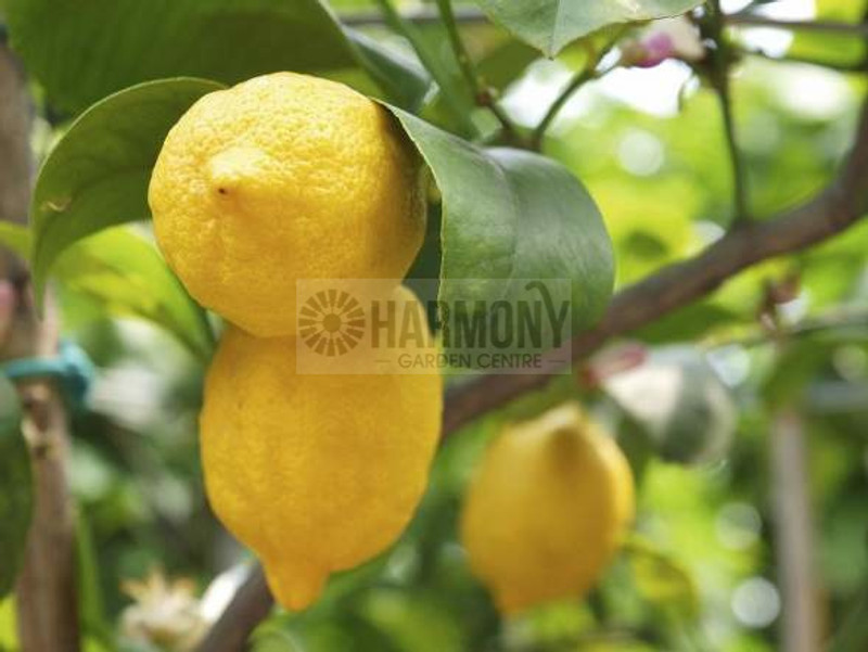 Citrus X Limon 'Dwarf Eureka' 5 L