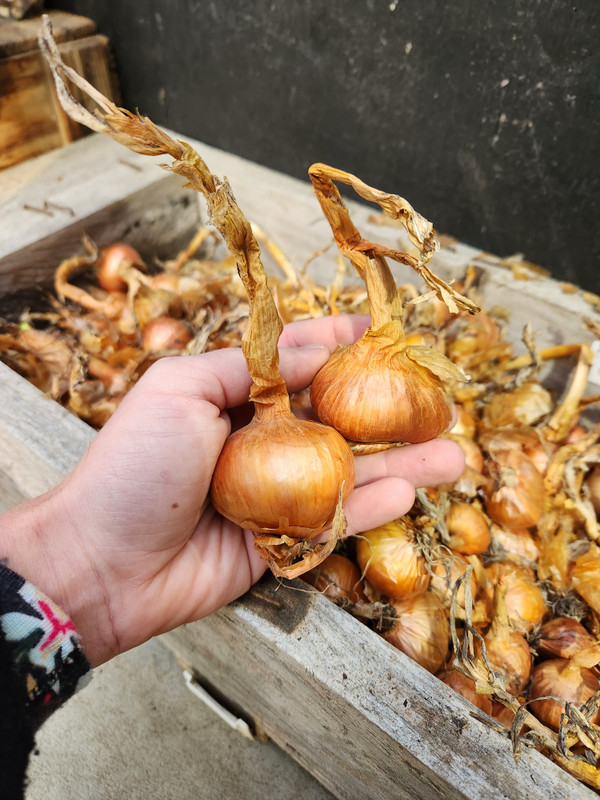 A Heirloom Favourite Returns