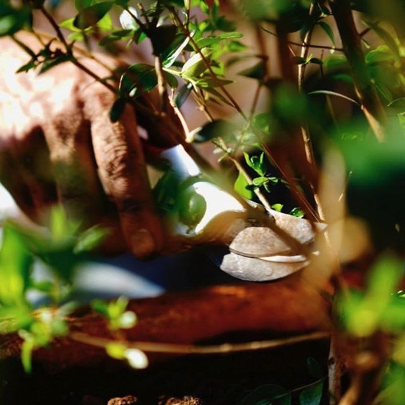 Pruning fruit trees in Tasmania