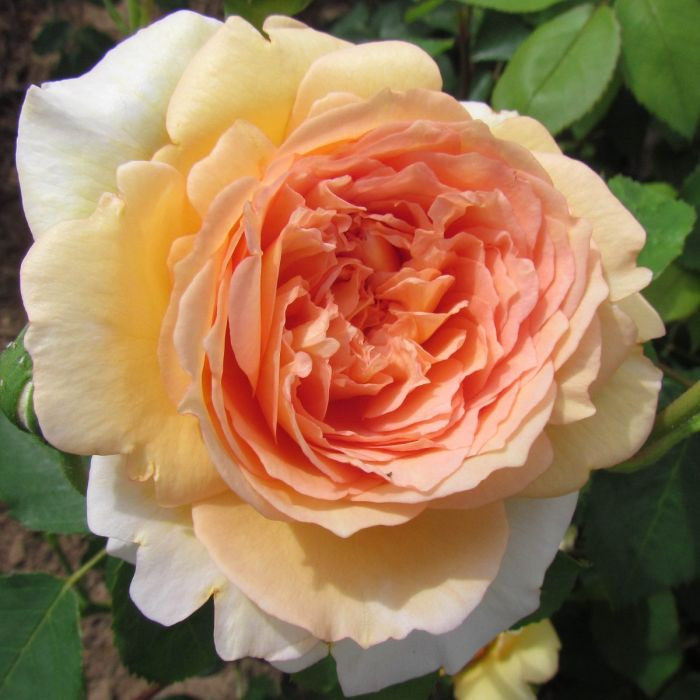 Planting Bare-Root Roses for Success