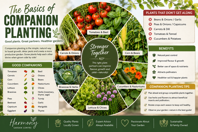 The Basics of Companion Planting