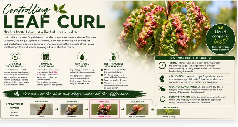 ​ Understanding Leaf Curl in Fruit Trees
