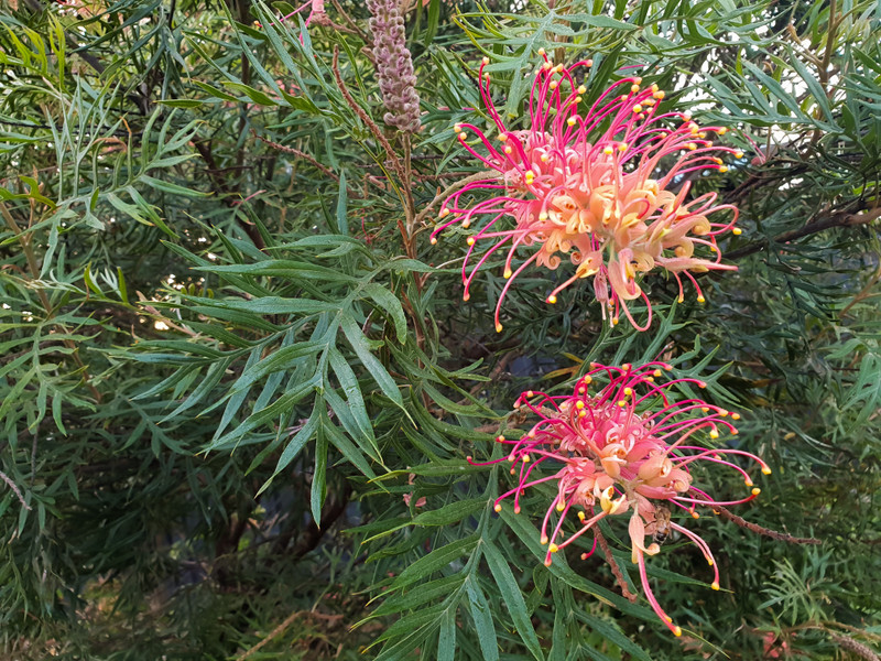 Winter Flower Colour 