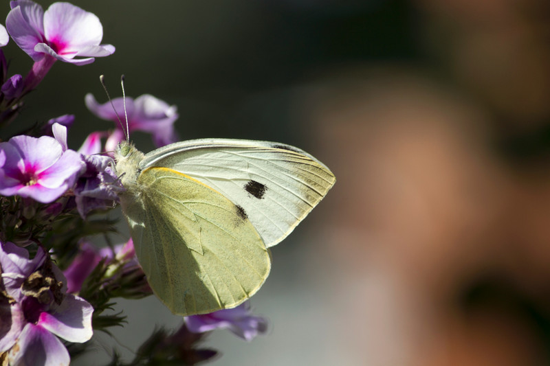Cabbage white butterfly