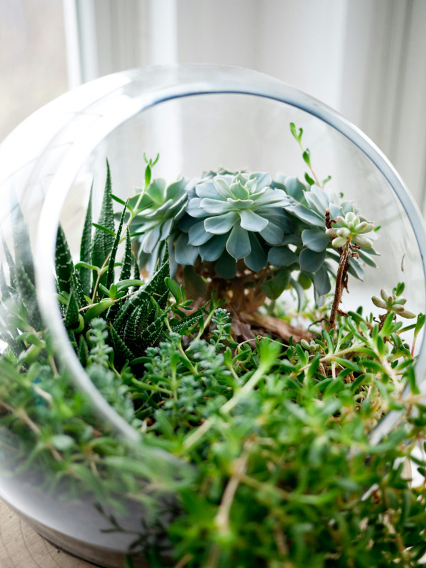 Create Your Own Terrarium – A Tiny Garden World in Glass