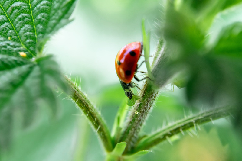 Keep an Eye Out for Aphids