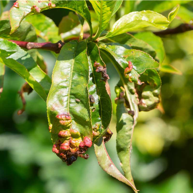 ​ Understanding Leaf Curl in Fruit Trees