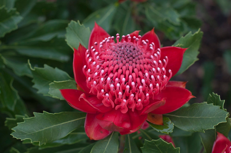 Add spring colour to the garden