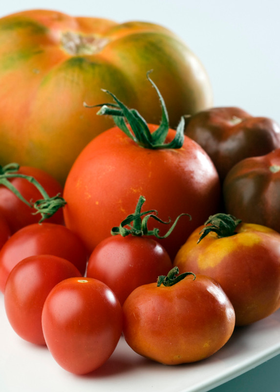 Growing Tomatoes in Tasmania
