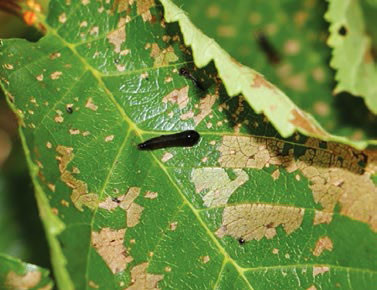 Pear & Cherry Slug – The First Wave Has Arrived