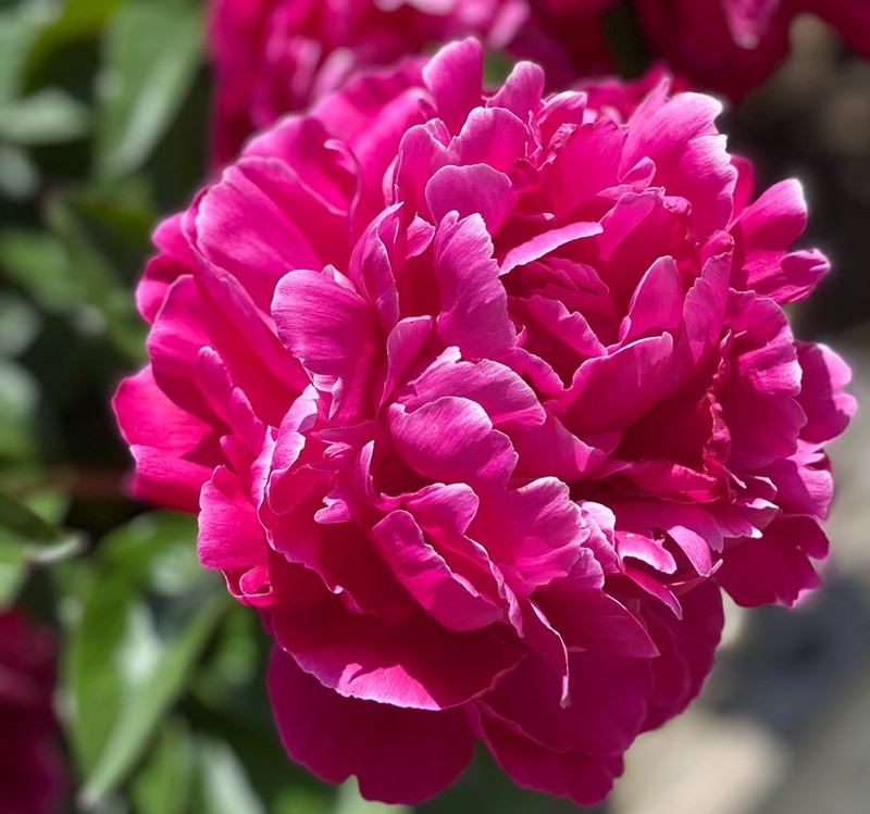 Planting Summer Bulbs