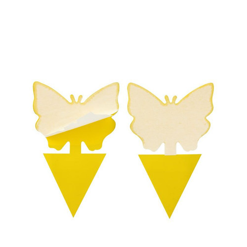 Controlling  Gnats on your houseplants 