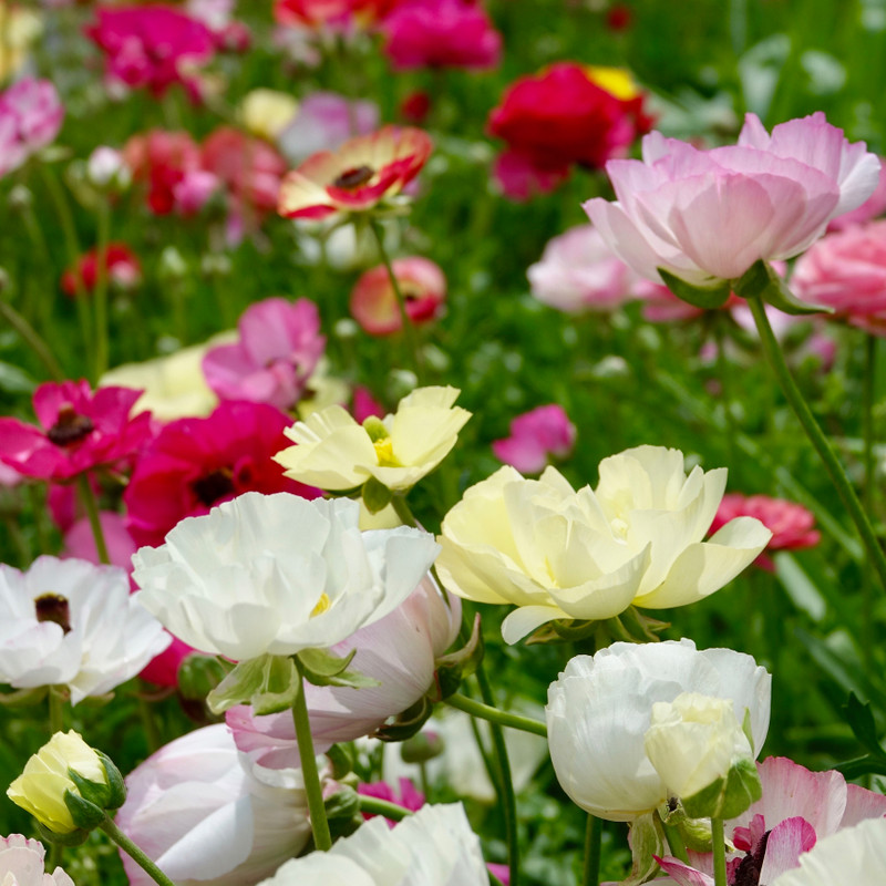 Autumn Colour in Tasmania – March Planting Guide