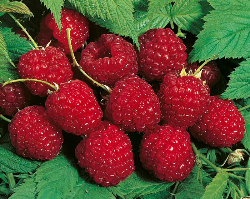 Pruning Raspberries in Tasmania