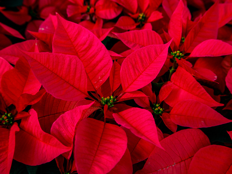 Growing Poinsettia in Tasmania