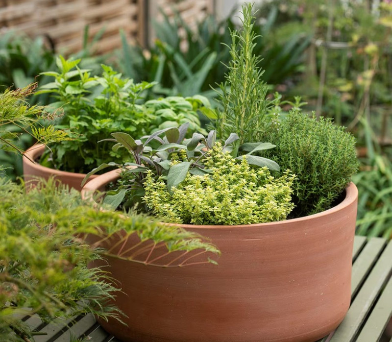 Build a Beautiful, Productive Herb Bowl