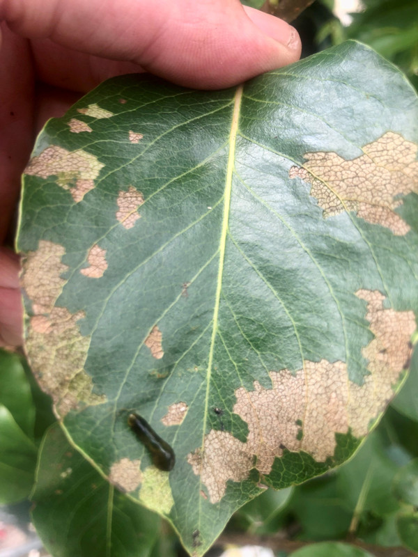 Controlling Pear & Cherry Slug – The Harmony Way