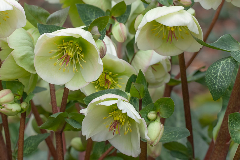 Whats in flower- August