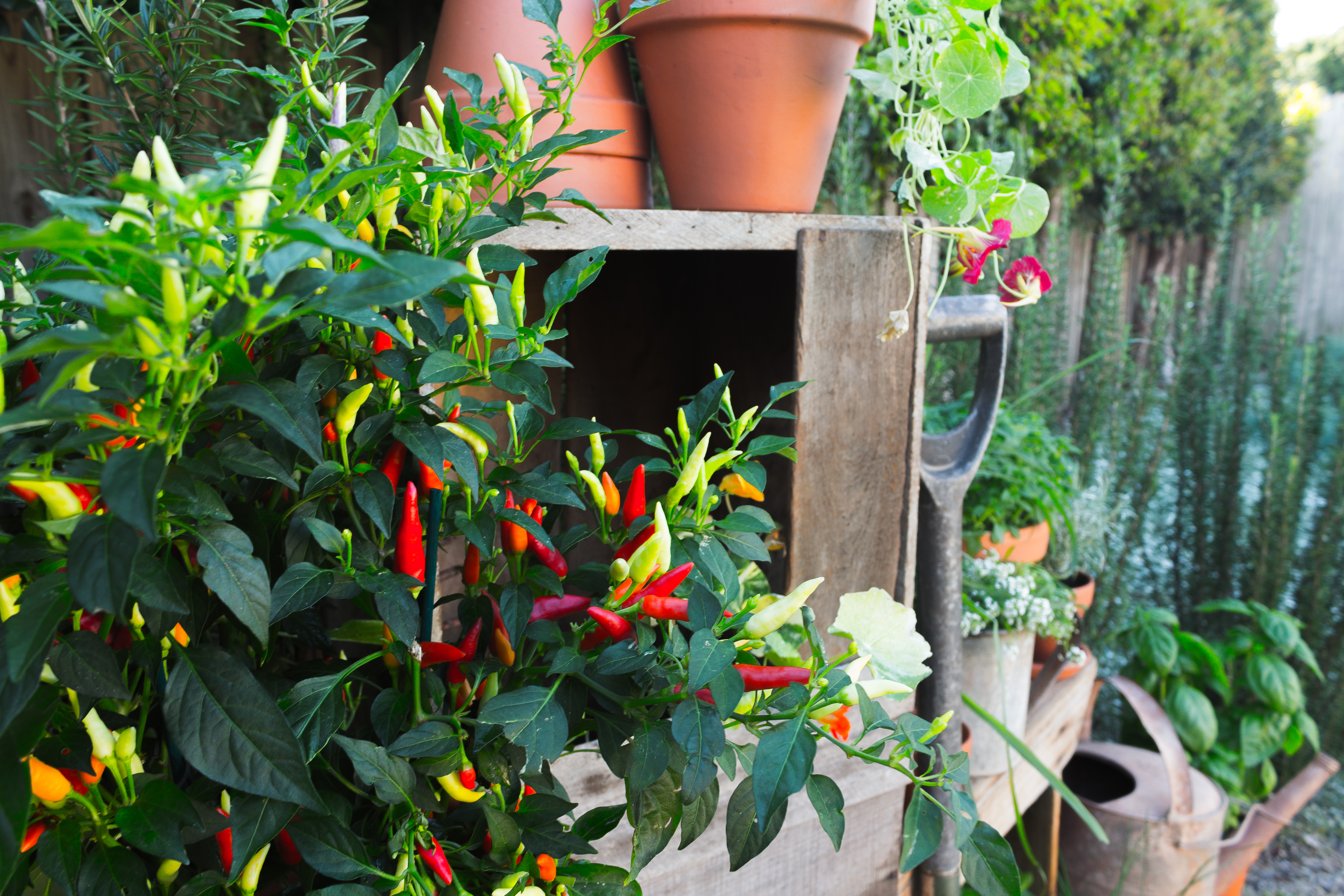 What to plant in December