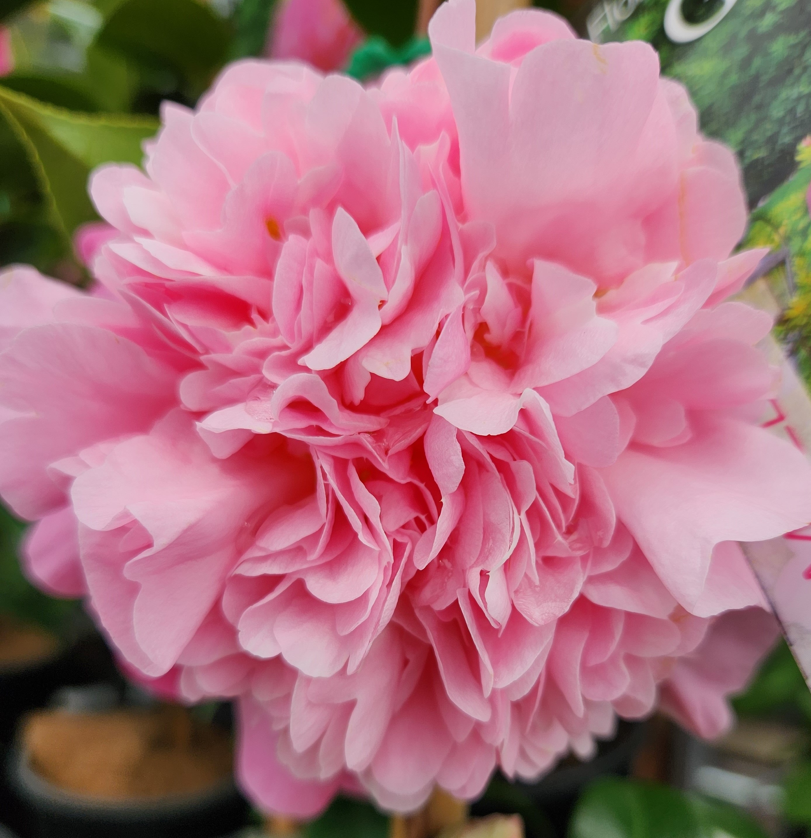 Winter Flower Colour 