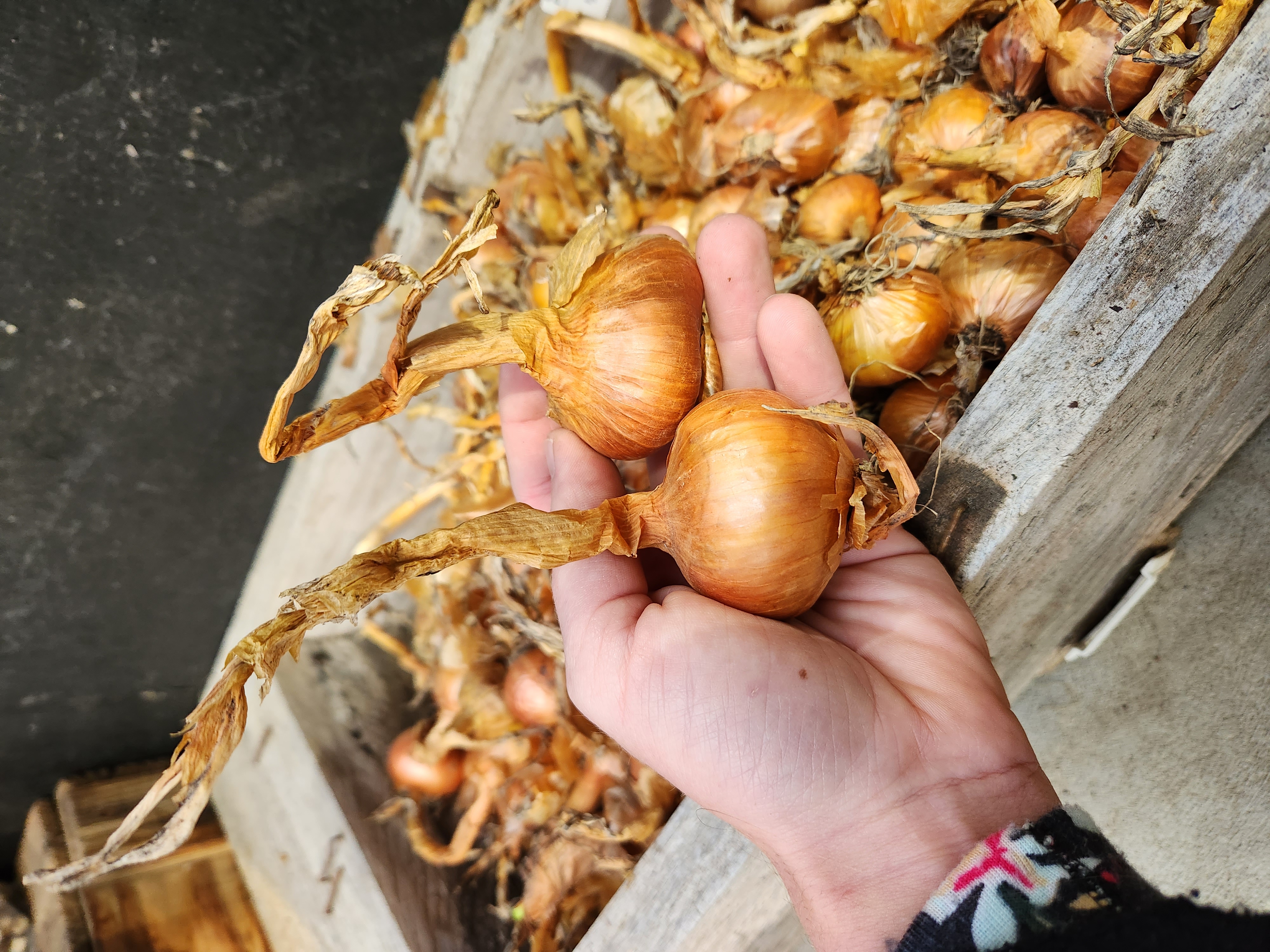 A Heirloom Favourite Returns
