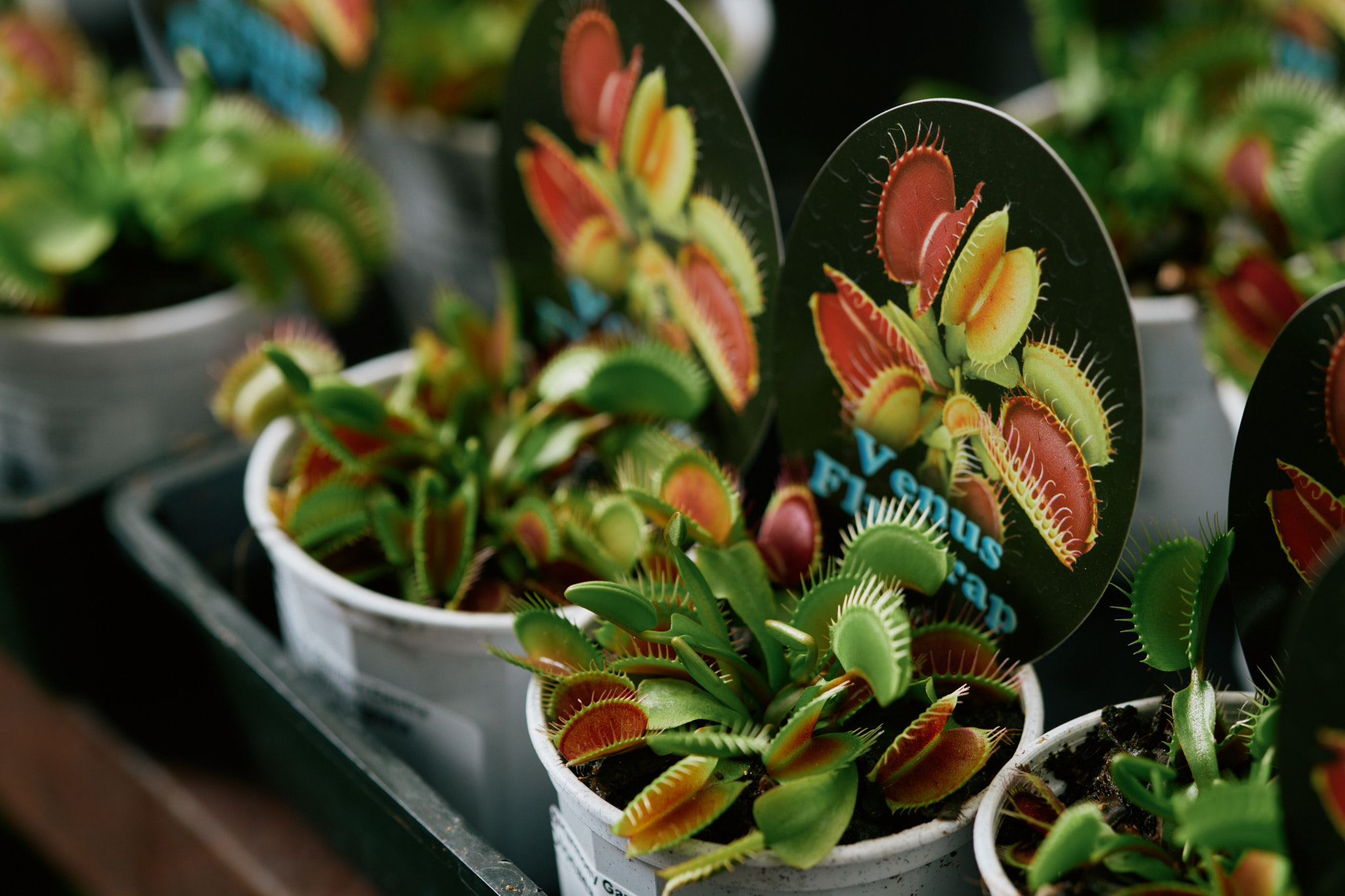 Growing Carnivorous Plants in Tasmania