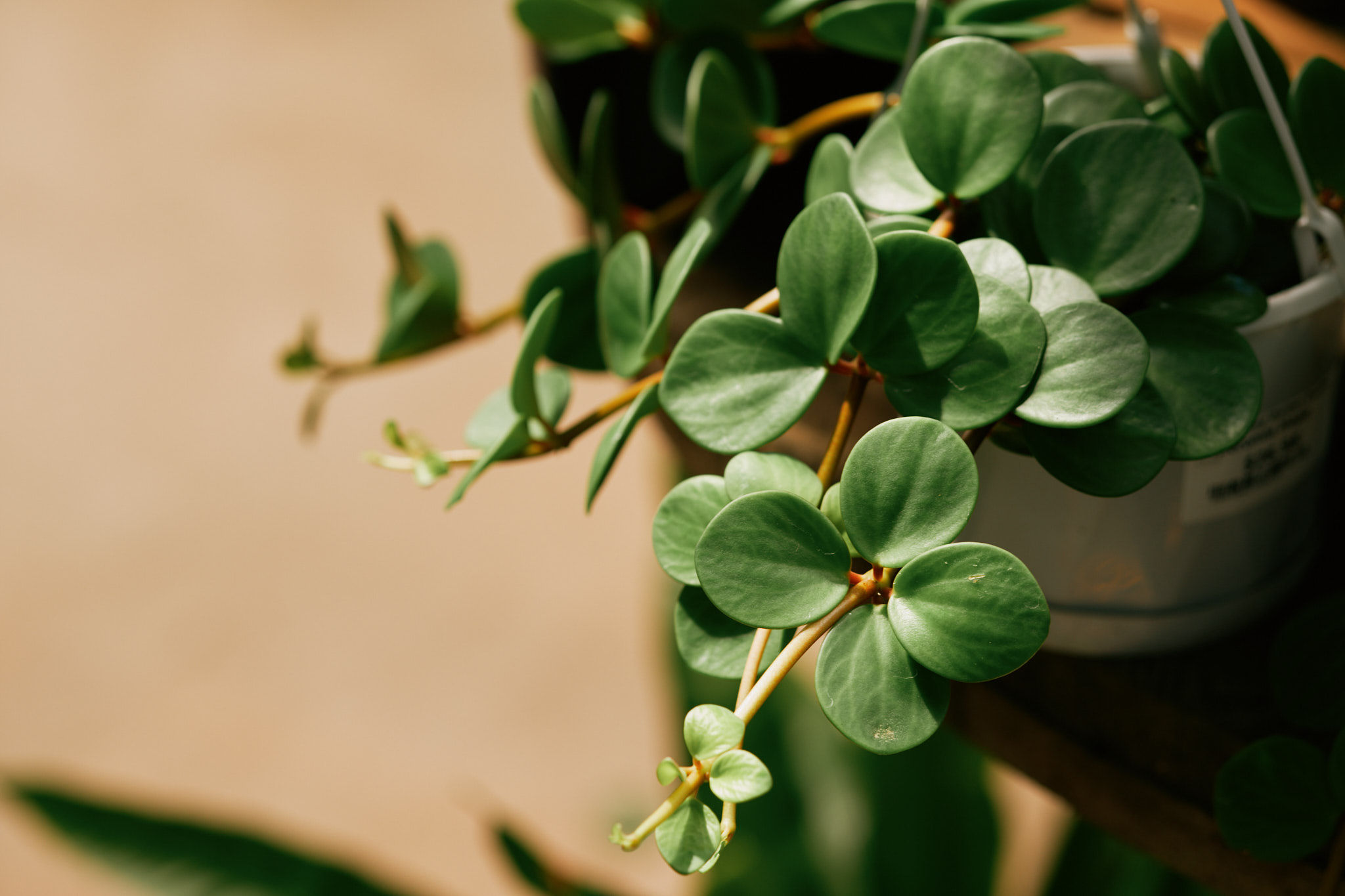 Bringing Nature Indoors for a Healthier Mind, Home & Air