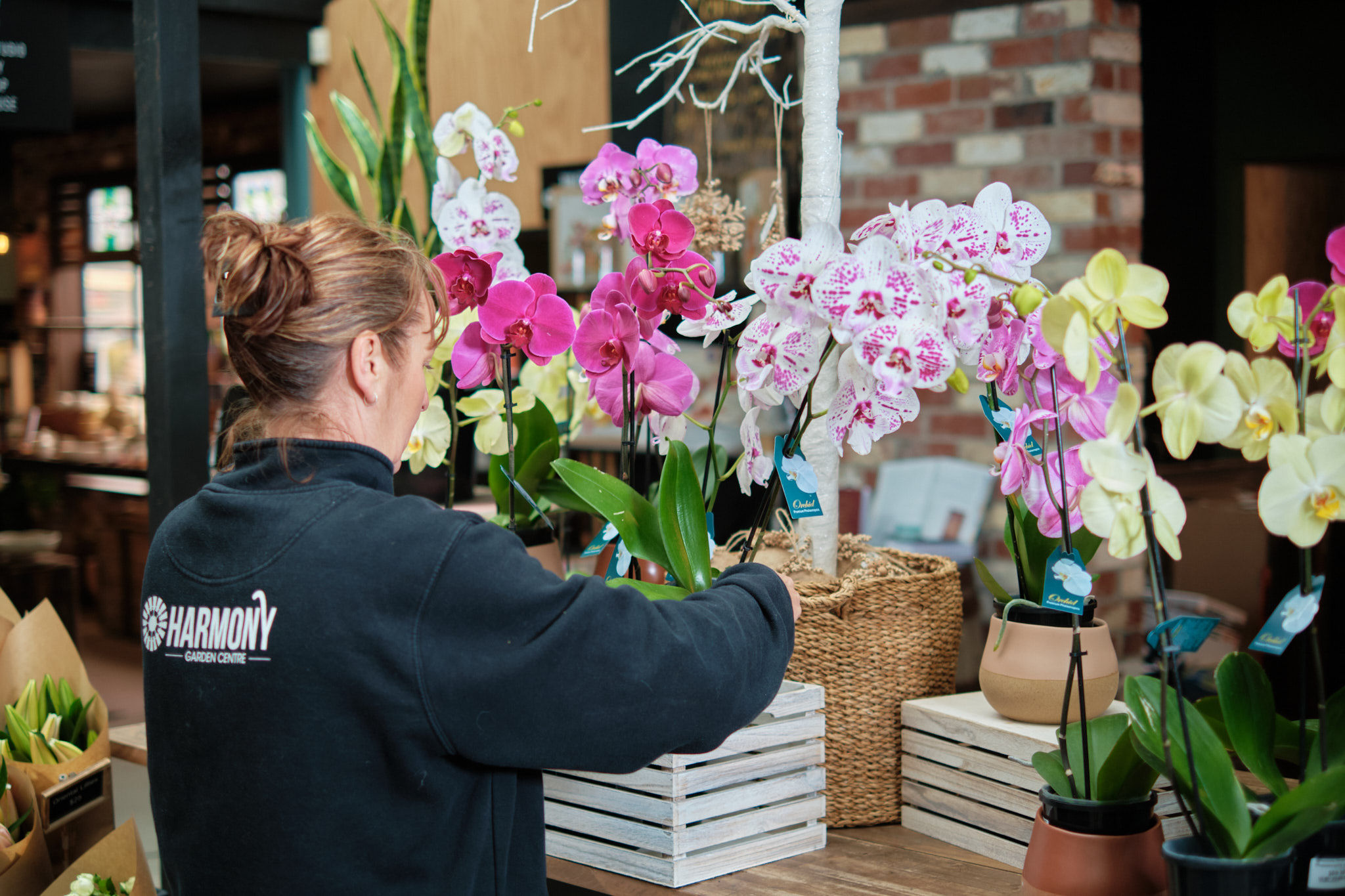 Growing Phalaenopsis Orchids – The Harmony Way