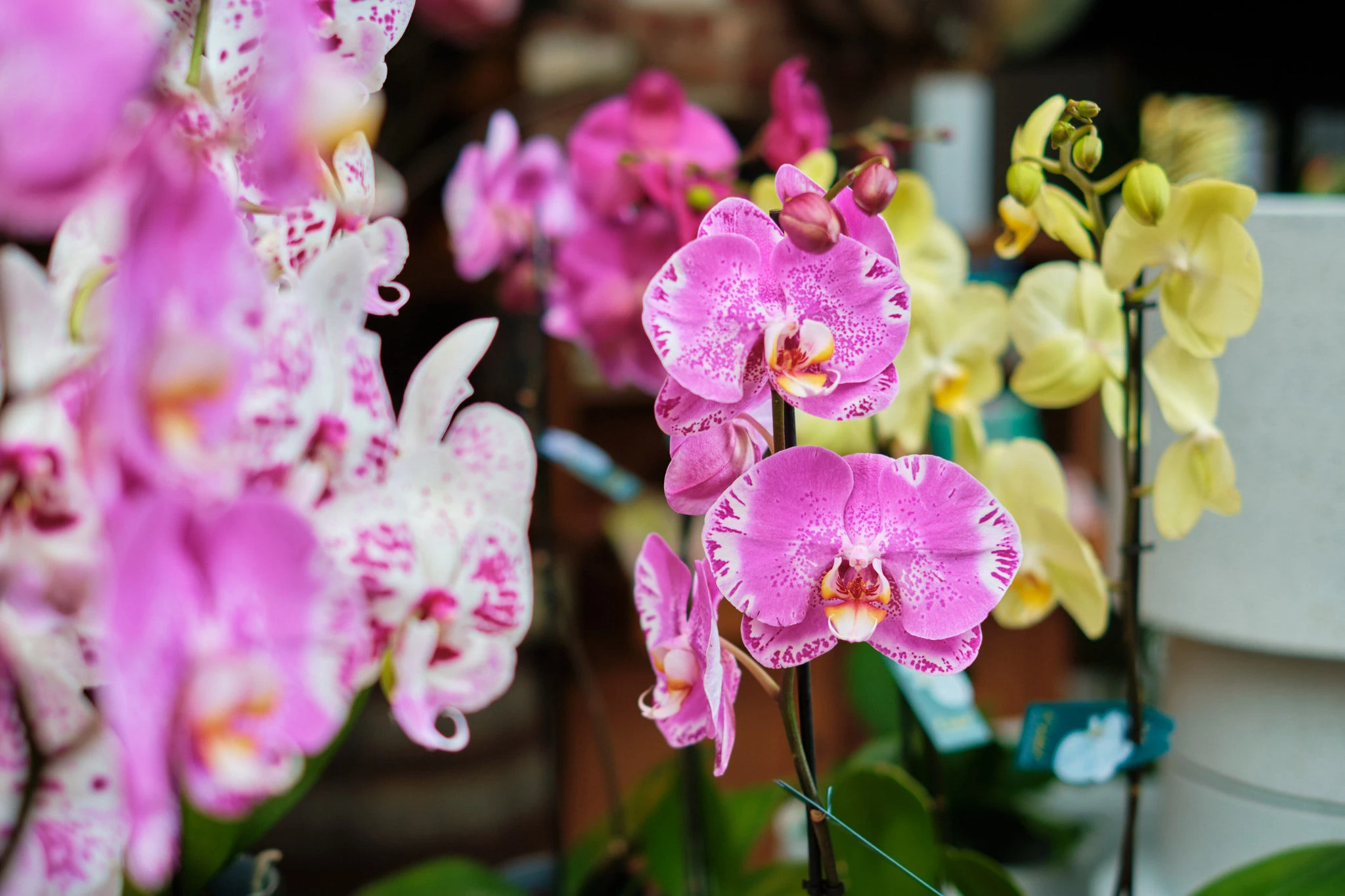 May Flowers in the Garden