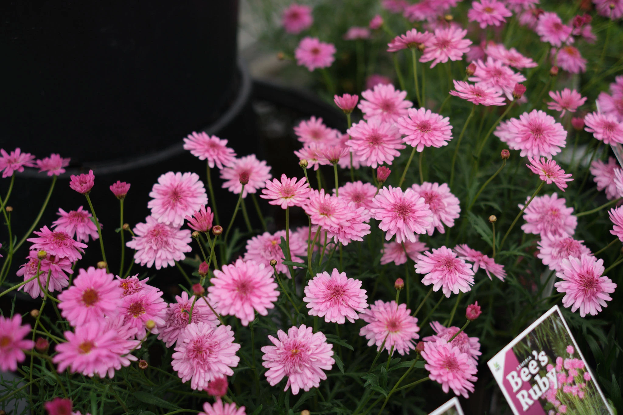 What’s Blooming in the Flower Garden This Spring