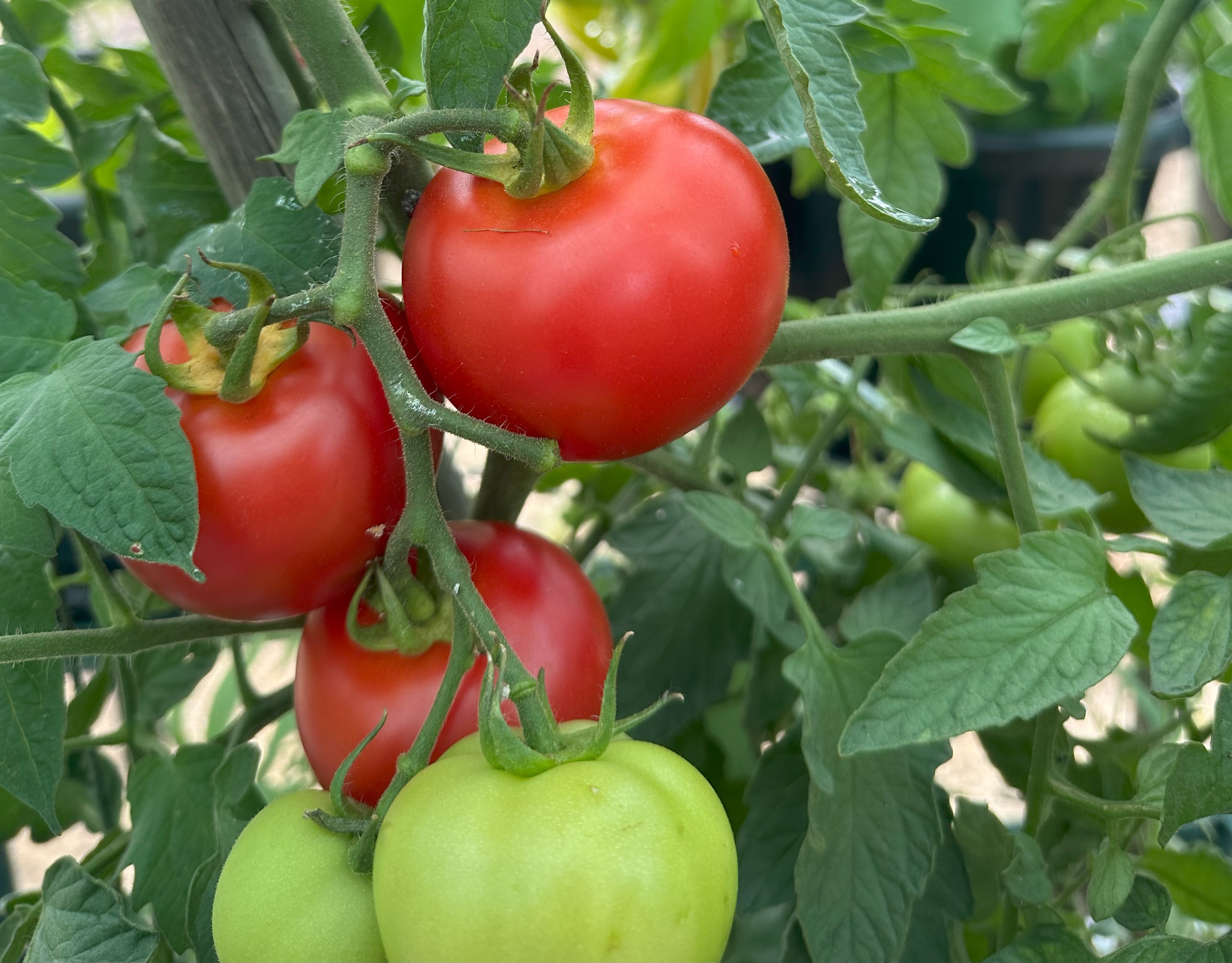 Common Tomato Problems