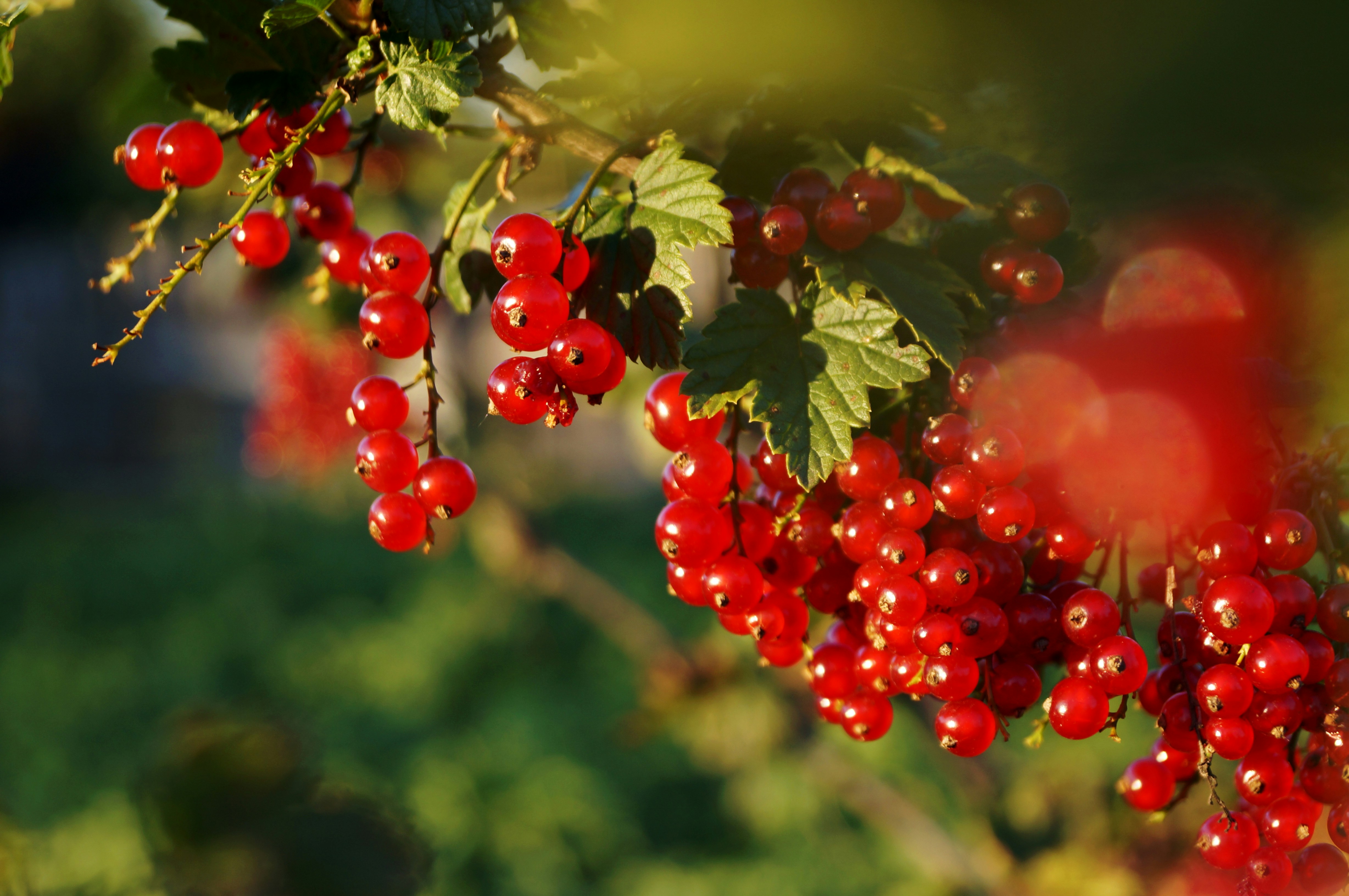 Pruning Currants in Tasmania