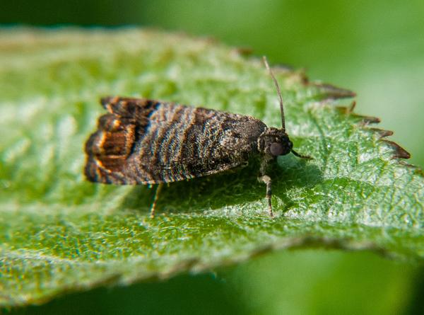 Coddling Moth