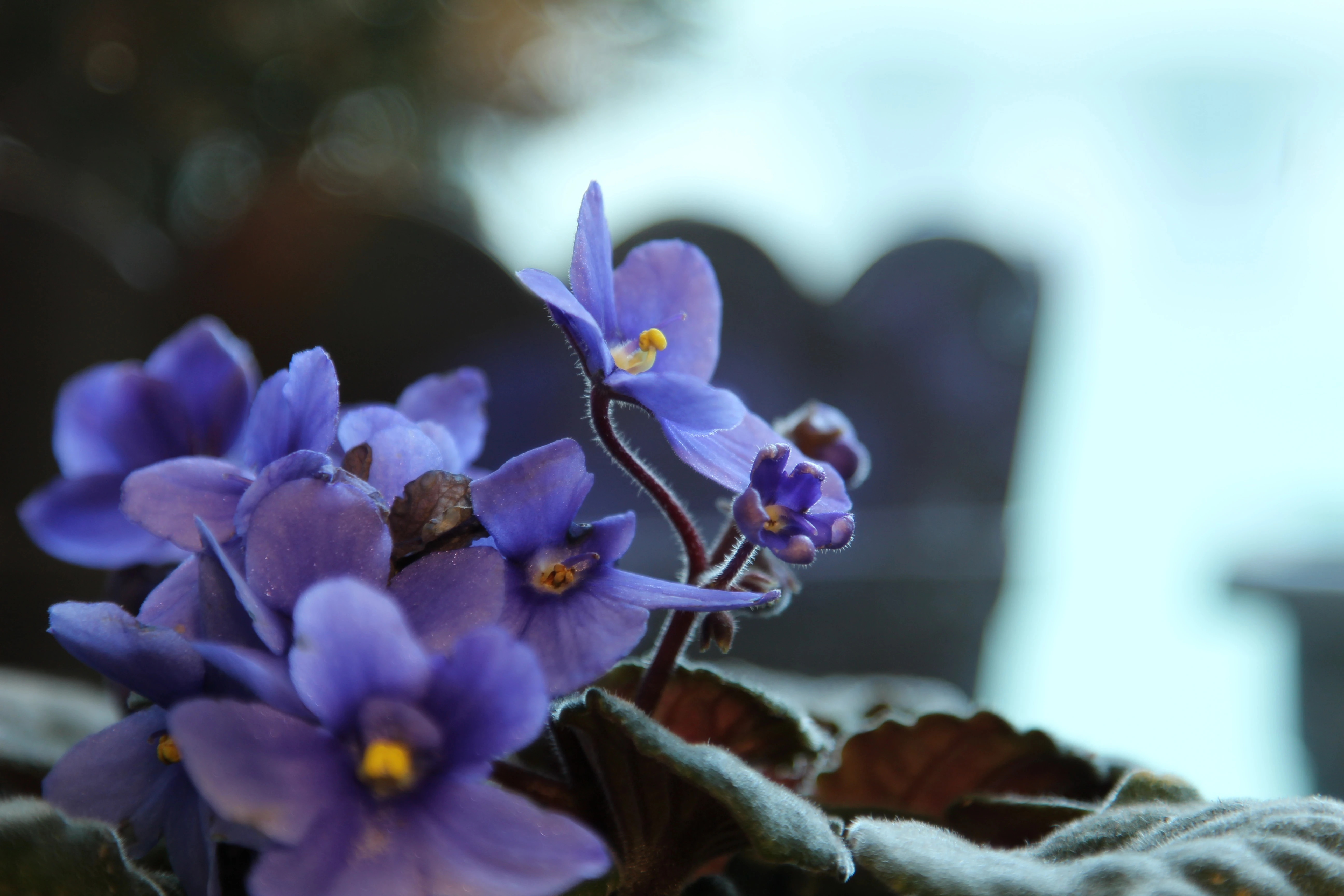 ​Cultivating African Violets