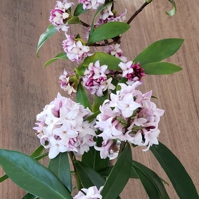 Adding a Burst of Colour and Fragrance to Your Garden