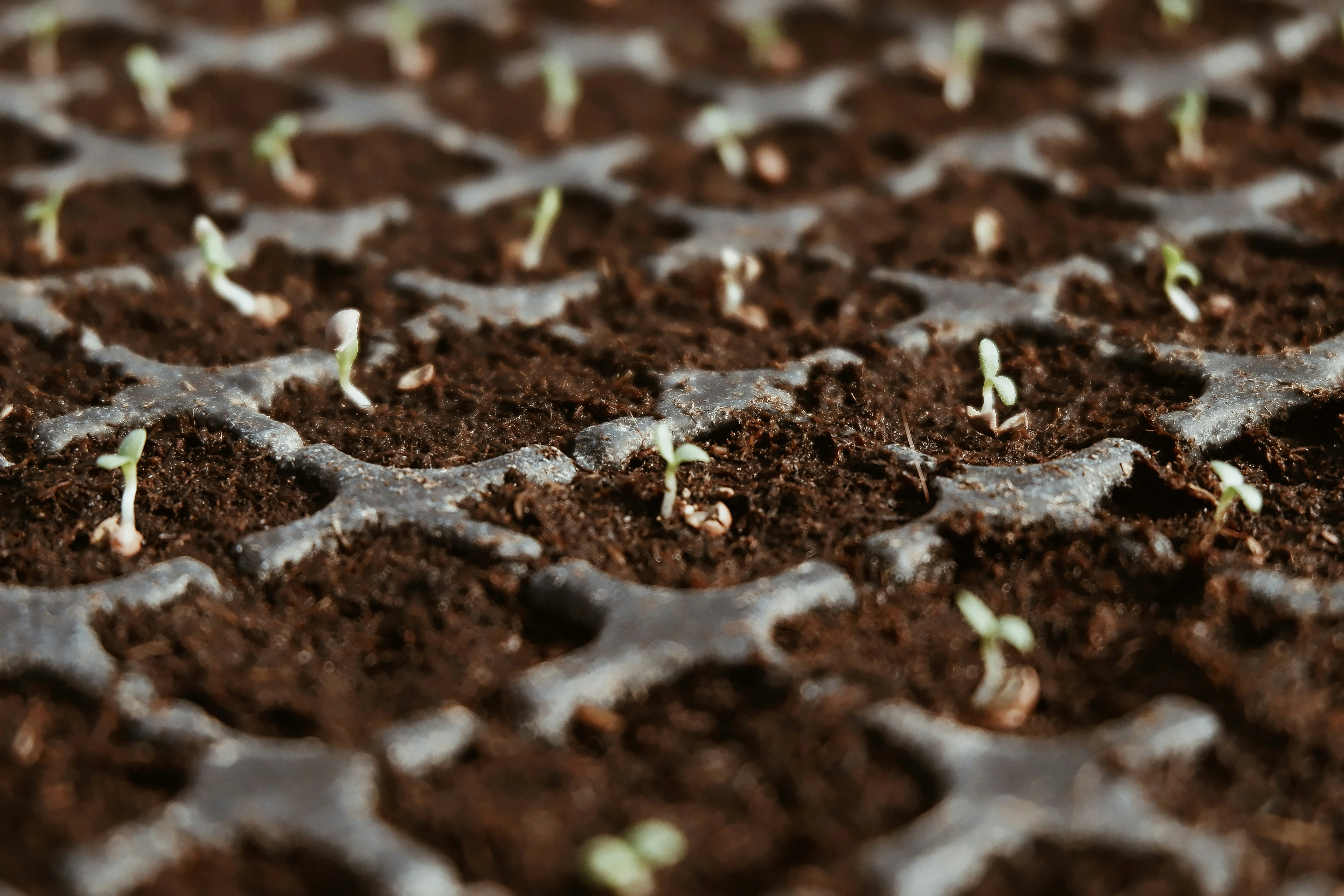 Growing Tomatoes from Seed: A Step-by-Step Guide