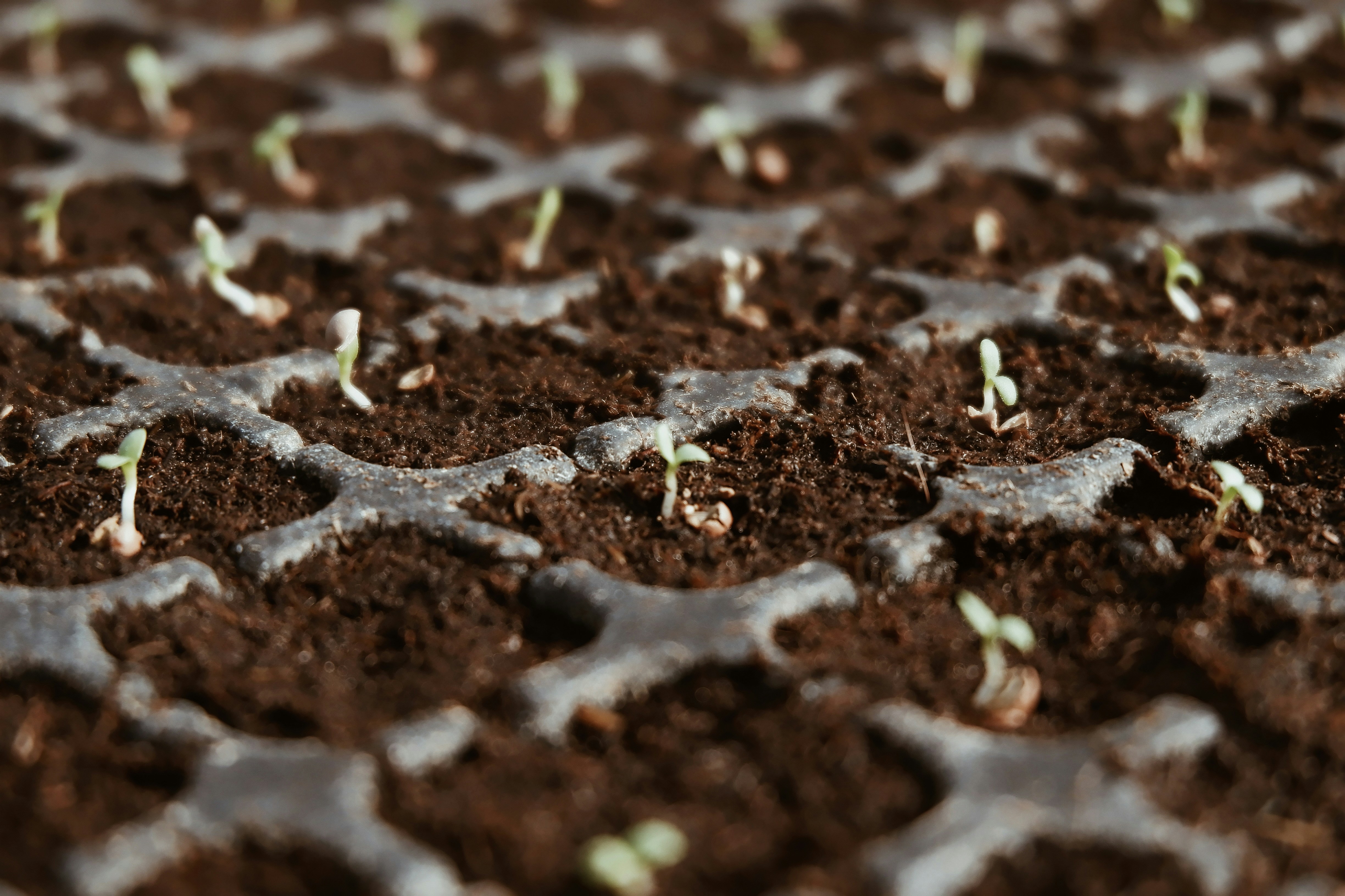 Growing Tomatoes from Seed: A Step-by-Step Guide