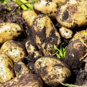 What to plant - September