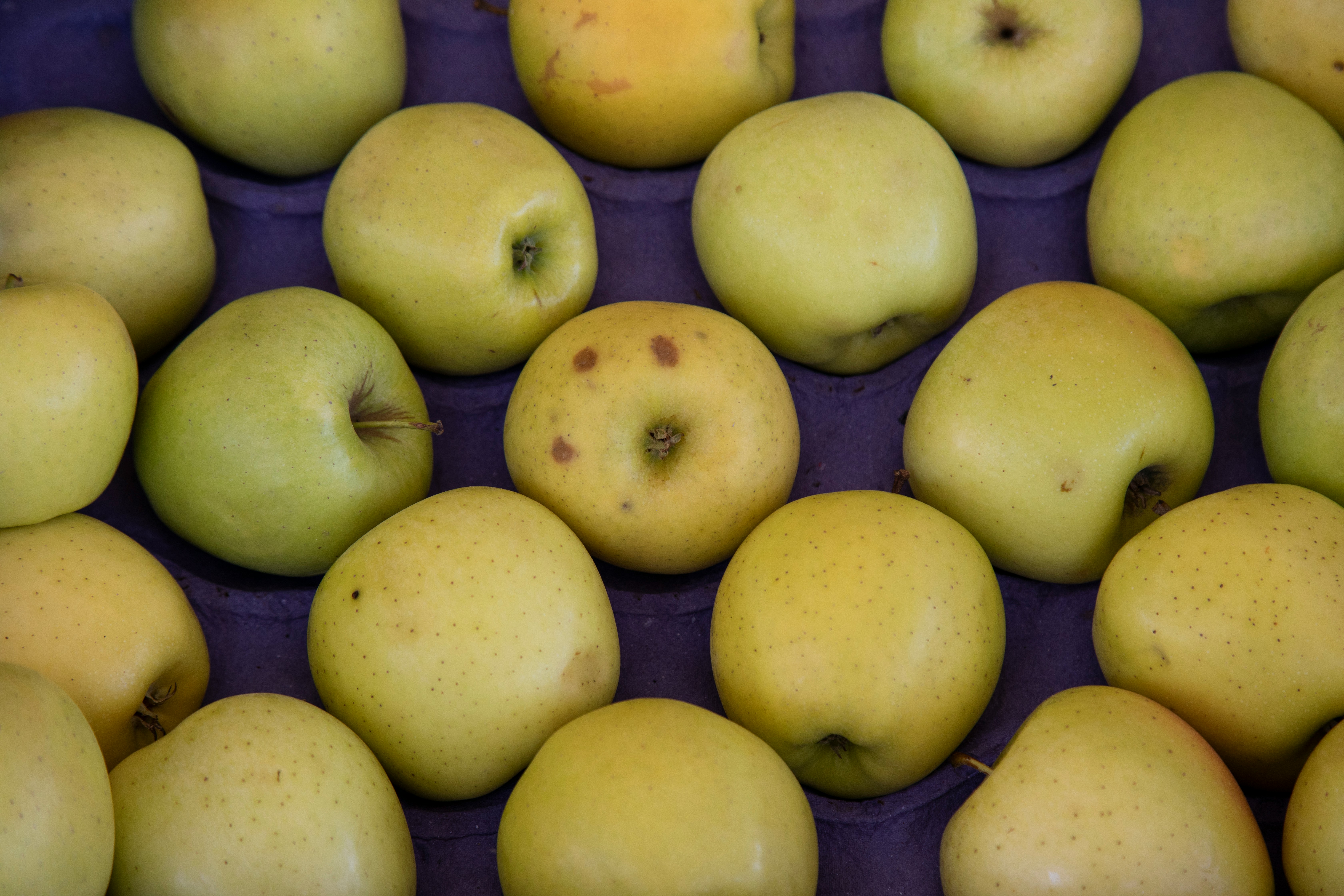 How to Control Codling Moth in Tasmania