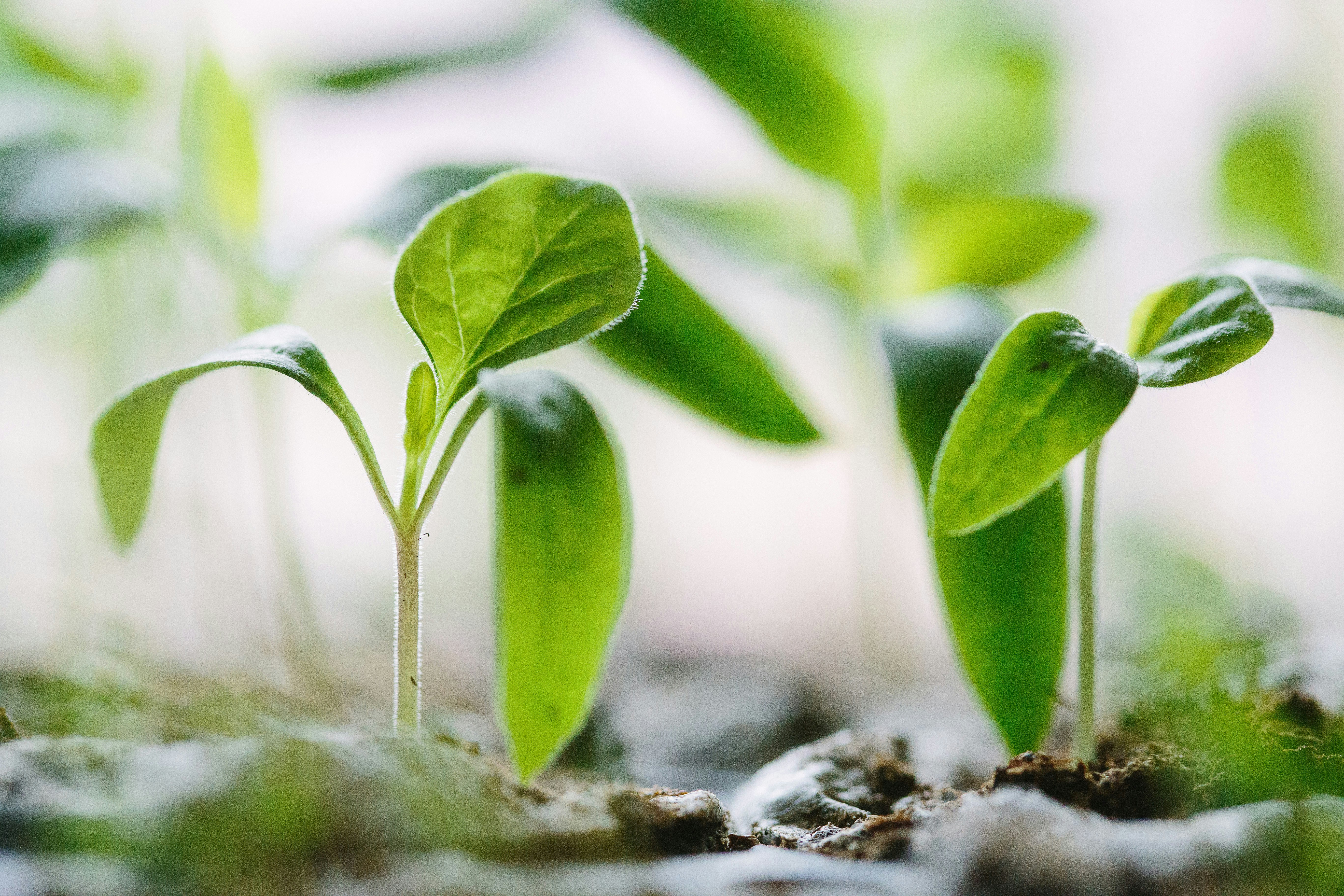 The Basics of Companion Planting