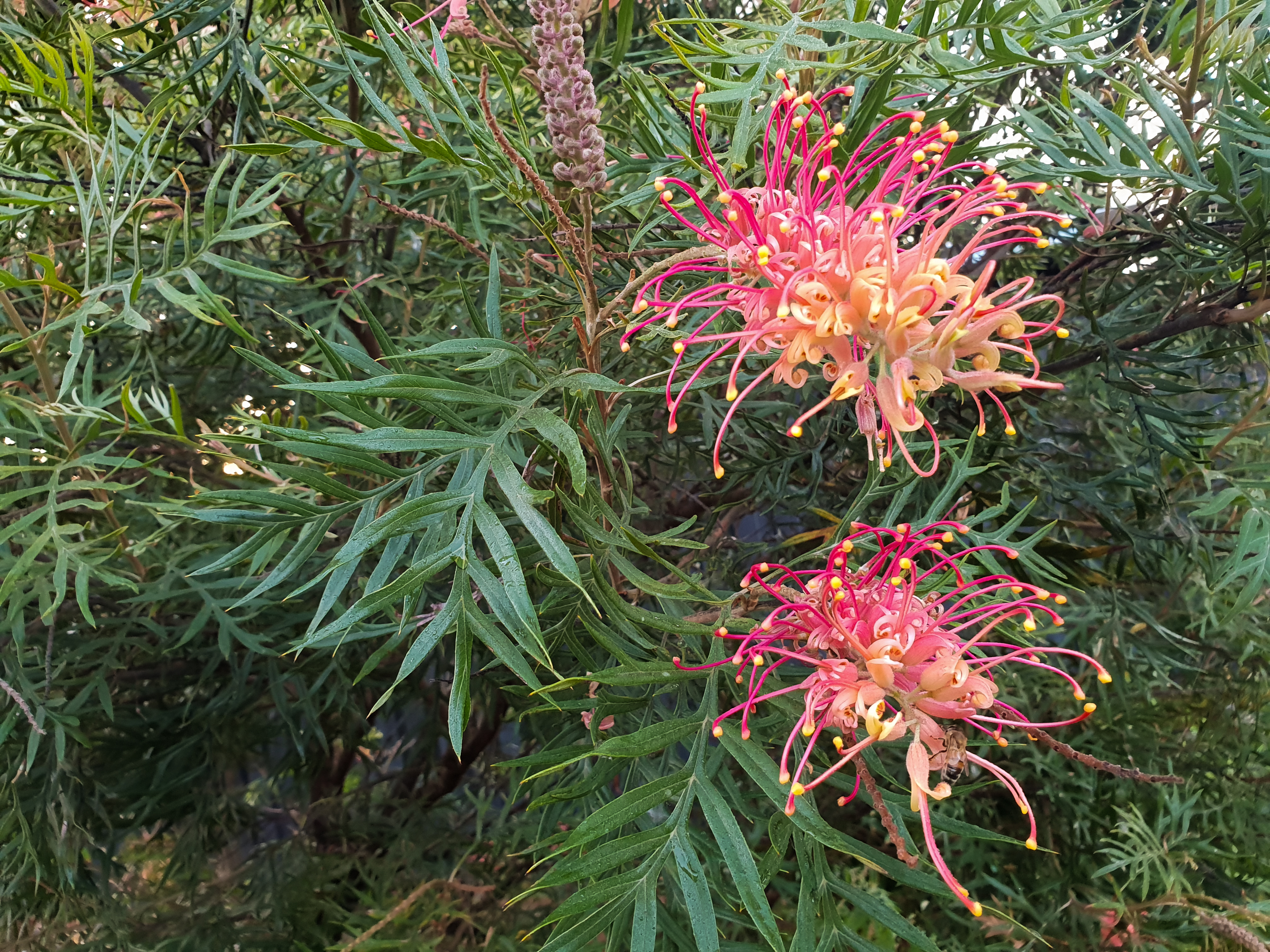 Winter Flower Colour 