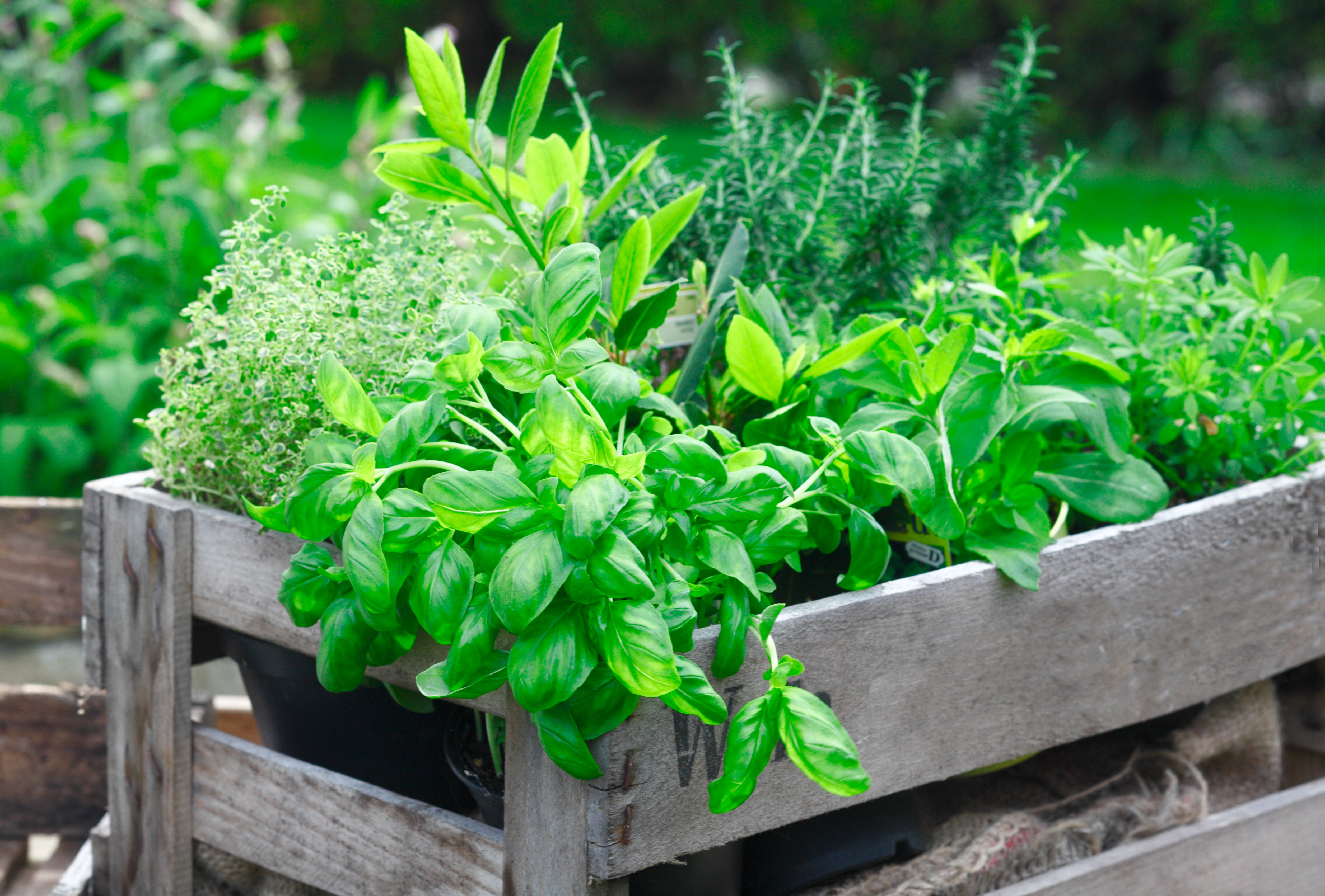 Maximising your herb garden
