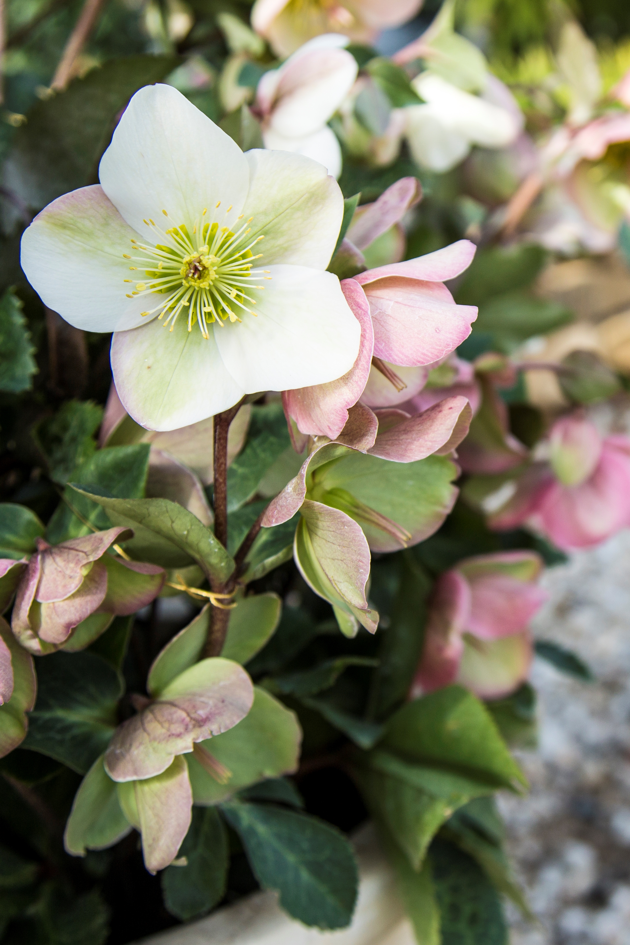 May Flowers in the Garden