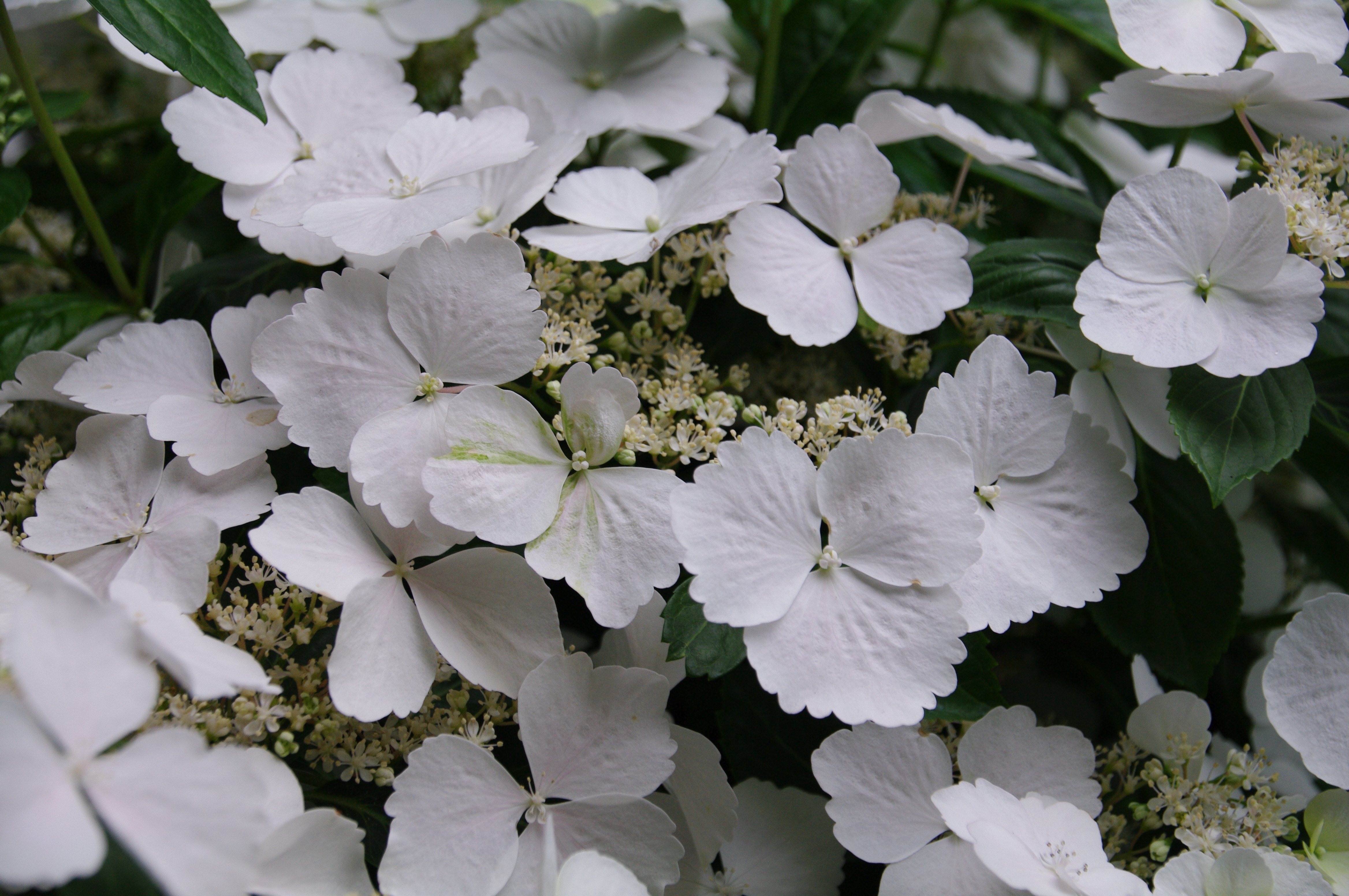 Hydrangea Runaway Bride