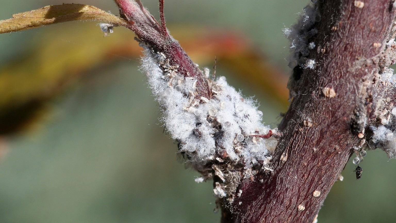Controlling Woolly Aphids