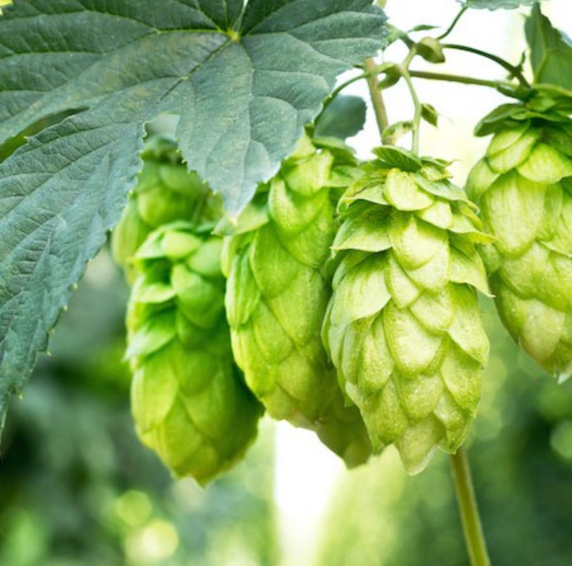 Growing Hops in Tasmania