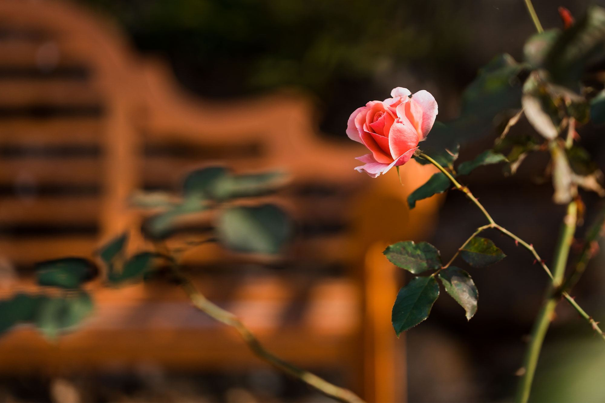 Winter Rose Pruning