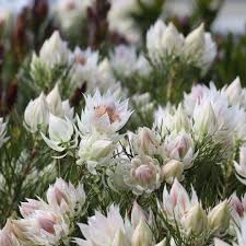 What’s Blooming in the Flower Garden This Spring
